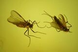 Eight Fossil Flies (Diptera) In Baltic Amber #200072-2